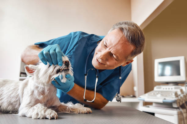 Best Emergency Dental Care for Broken or Chipped Teeth in Norwood, OK